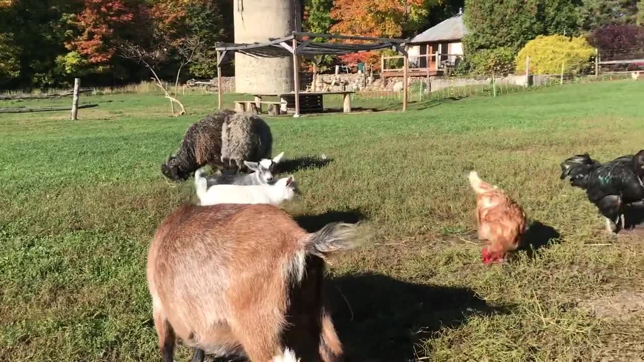 Maman chèvre qui crie et cherche ses petits