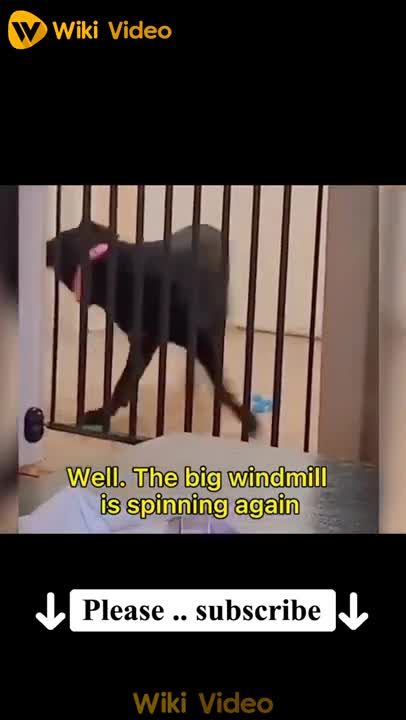 #Funny #Animal Videos 2023 😂 Best Dogs And Cats Videos 😺 #shorts