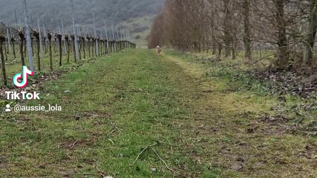 Recall test for dogs!
