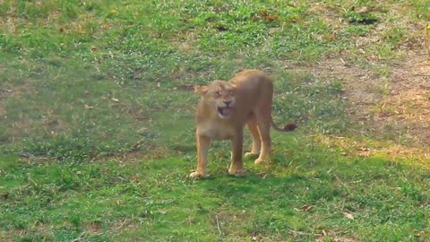 The lion