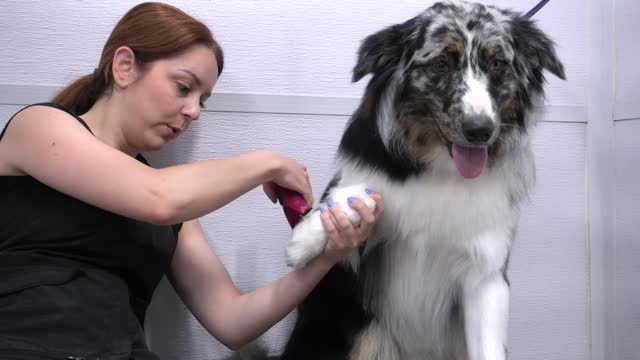 Dog needs emotional support RAT during grooming Australian Shepherd