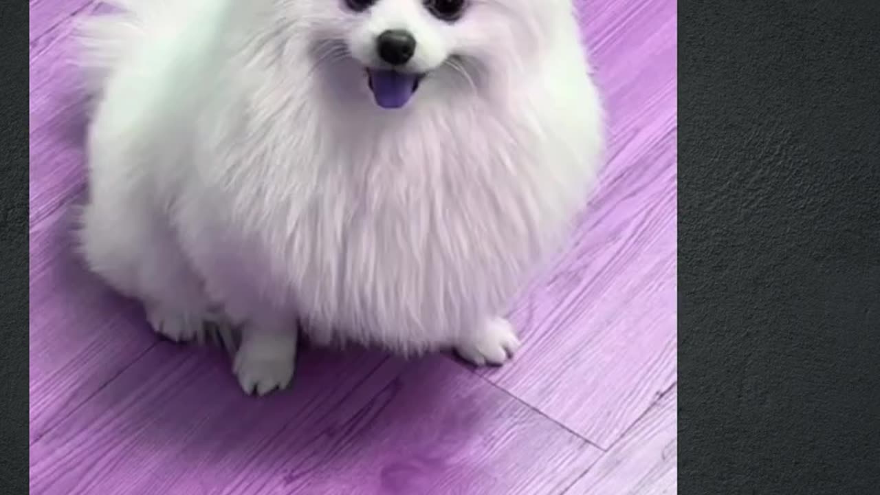 Cute dog 🐕😱