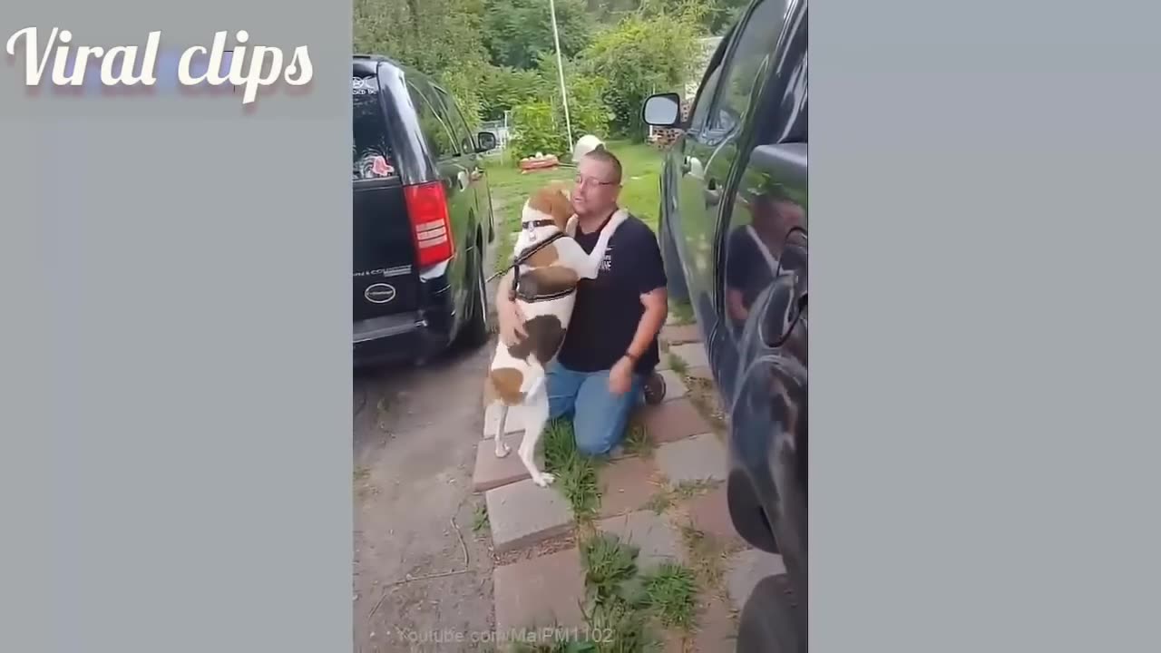 Cute Pets And Funny Animals Compilation | Cute Pets | Funny Animal