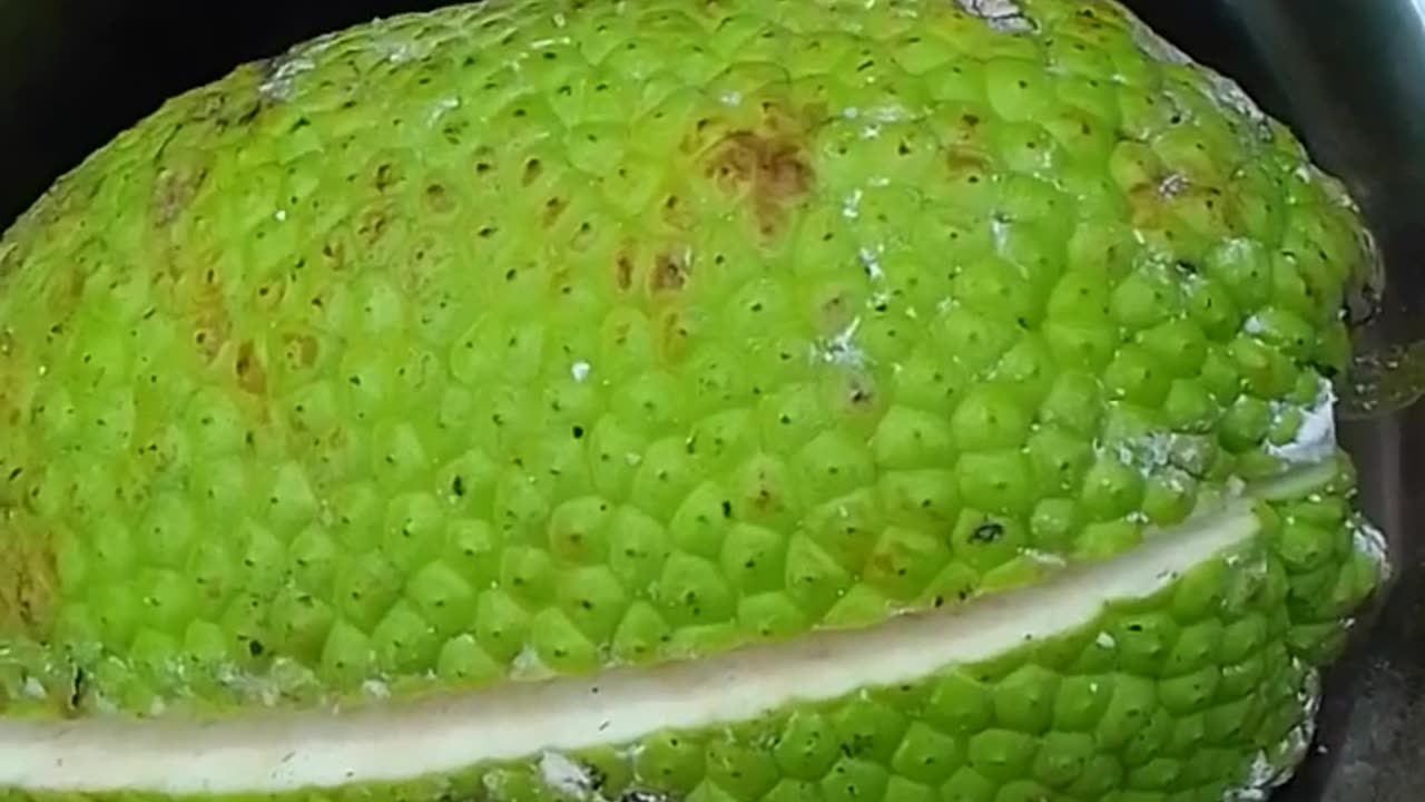 Bread From a Tree