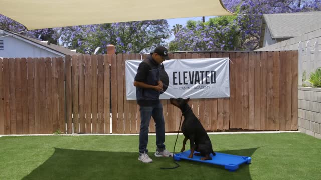 DOG TRAINING ESSENTIALS : LESSON 4 (100% works)