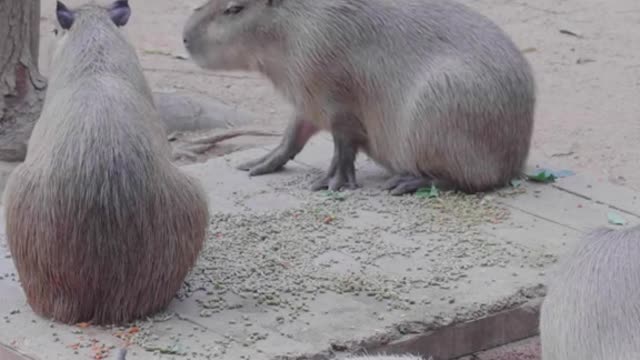 capybara