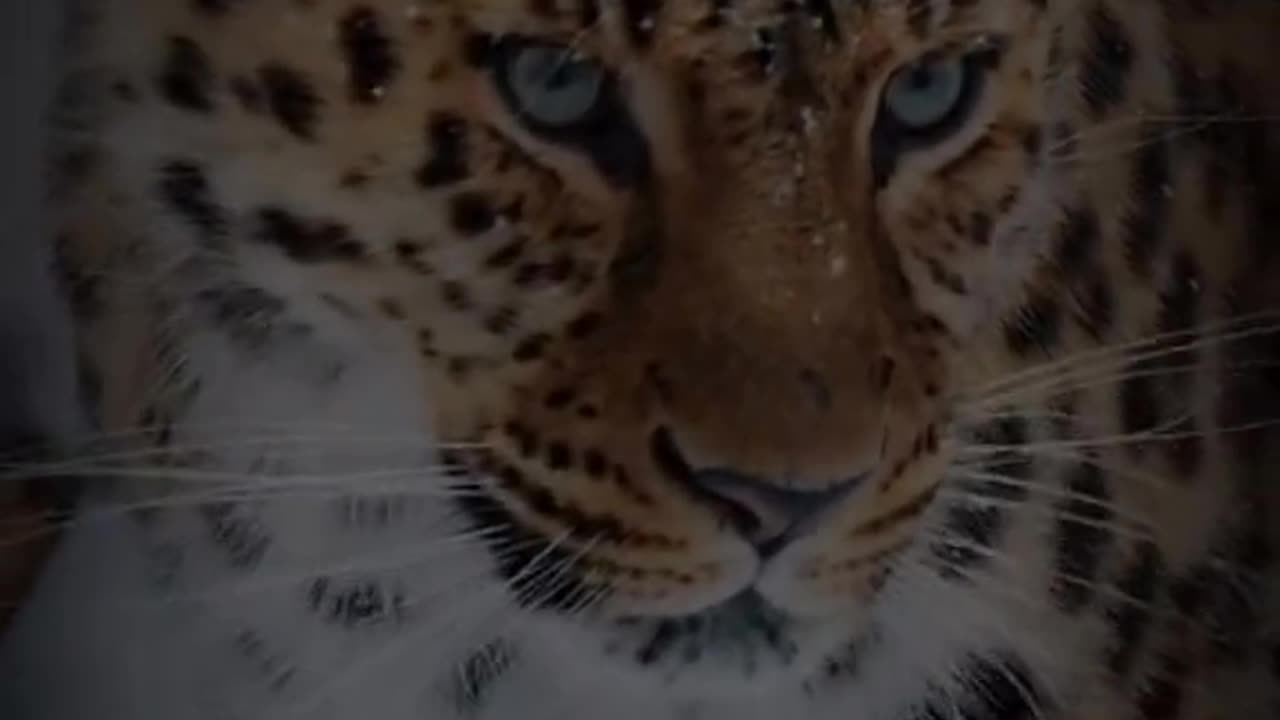 The king of animals like a Tiger