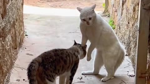 Cat sounds and fight