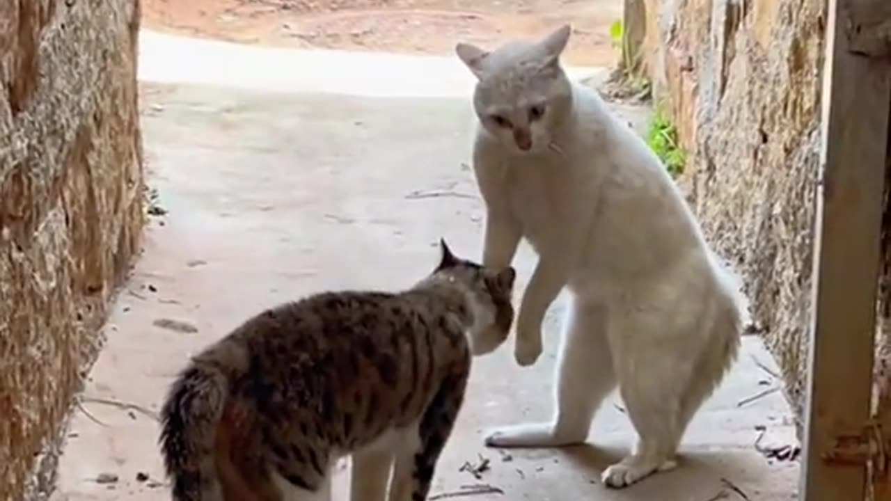 Cat sounds and fight