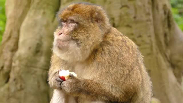 Wild monkey eating