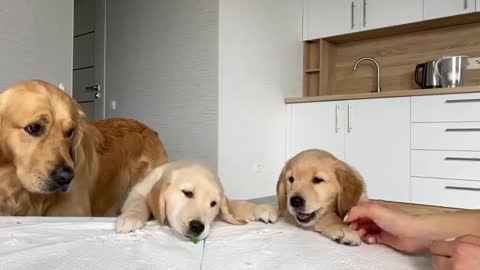 Dog Dad Reviews Food with His Puppies