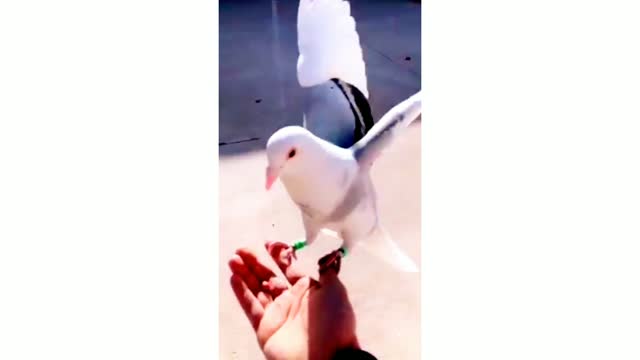 When you call the pigeon, the hand comes!