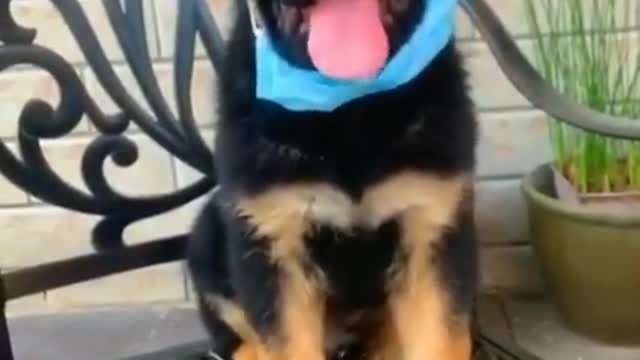 Funny puppy puts on his mask!!!