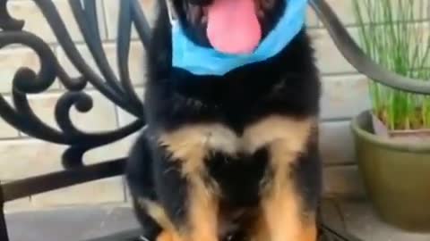 Funny puppy puts on his mask!!!