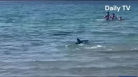 Shark at the beach