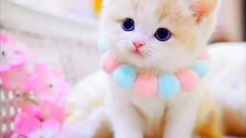 Sweet cat