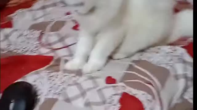 Cute cat playing videos 2022 funny cat videos 2022