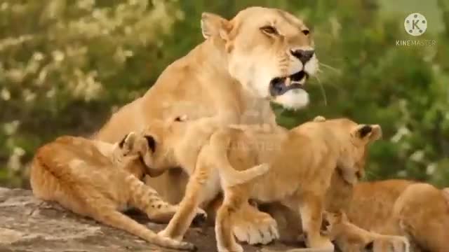 Beautiful lion videos-cute lion beby and cute animals