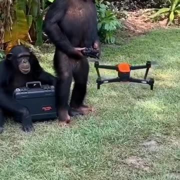 Donna's post by Chimpanzees is fun