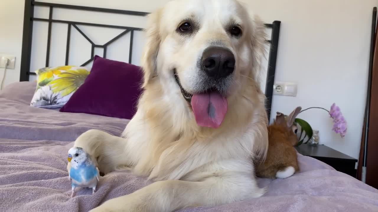 Can a Dog be friend of a Bird and a Rabbit [Cutest Pets Ever]