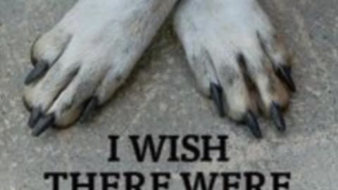 🔴 G-D EXPECTS US TO PROTECT HUMANS AND ANIMALS AT ANY COST !