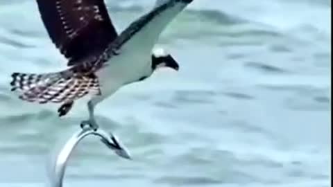 Absolutely Incredible Fishing By Bird Of Prey - Unbelievable Shots