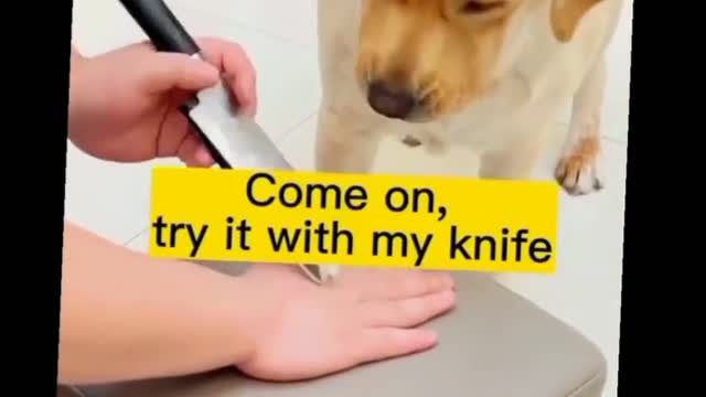 Clever dog 😂