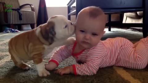 Funny Bulldog and Baby Videos Compilation