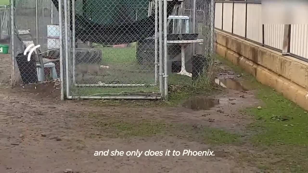 These animals don't forget there owner after years