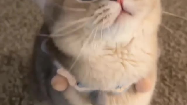Cat 🐱