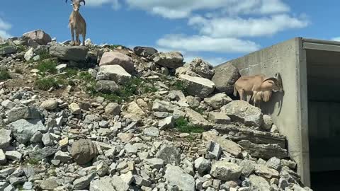 African lion safari