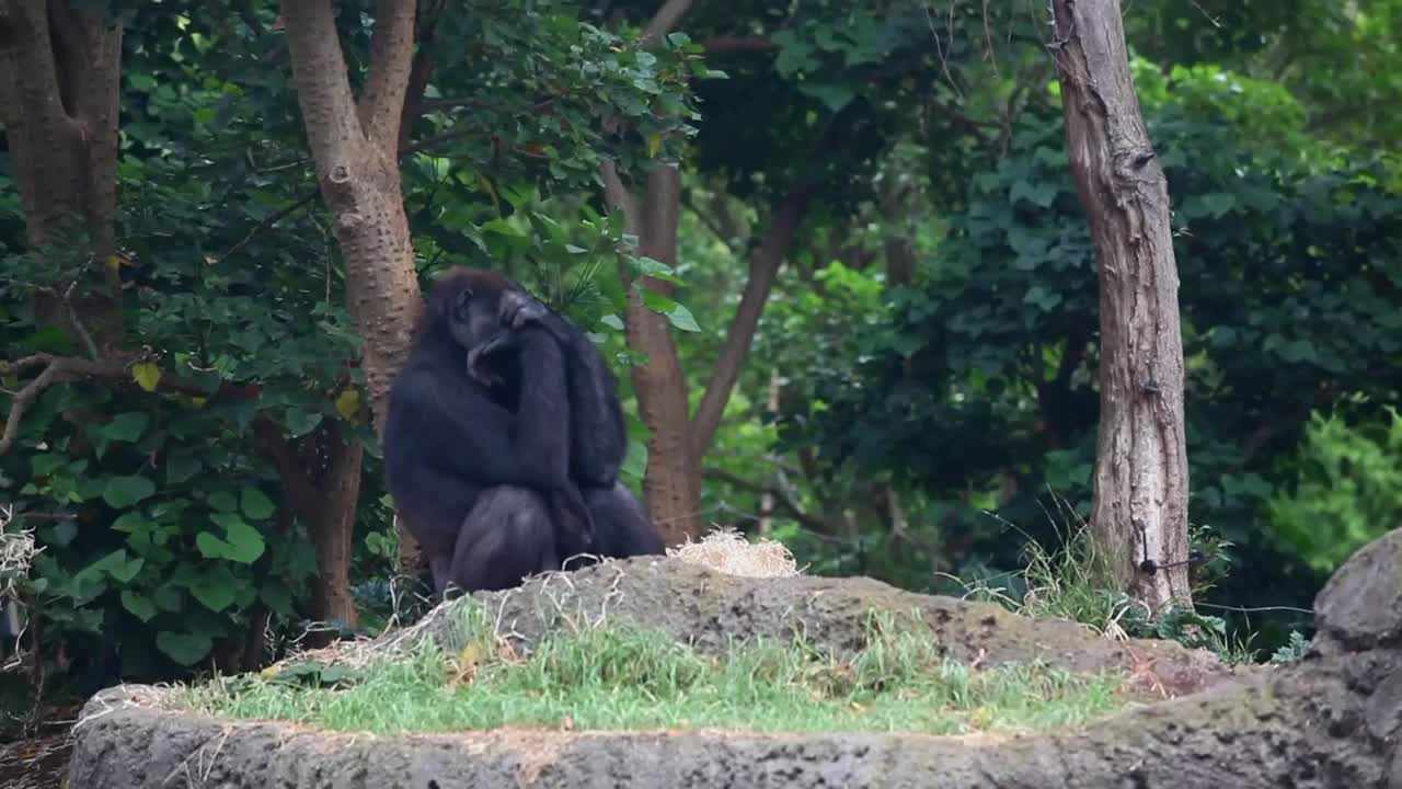 Humor Gorillas at the zoo