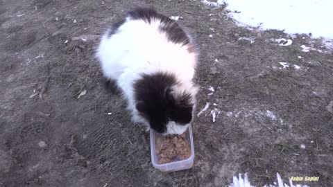 Only friendly two fluffy cats