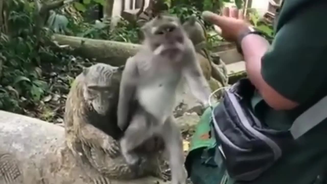 Very Funny Actions of Monkeys #shorts #viral #shortsvideo #video