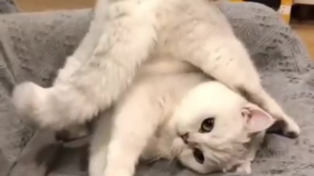 6.funny cat shortsš¤£#shorts #cat