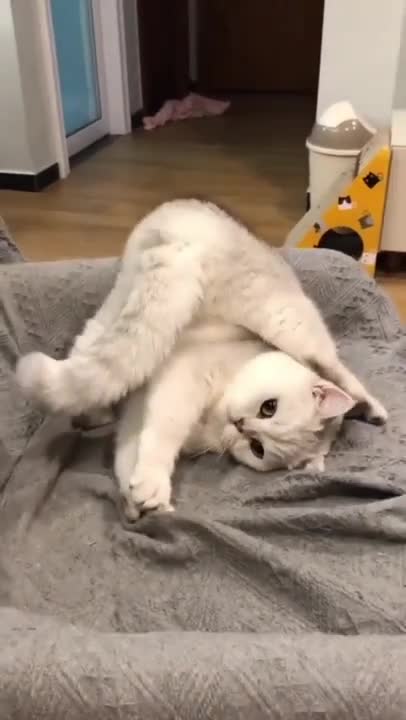 6.funny cat shorts🤣#shorts #cat