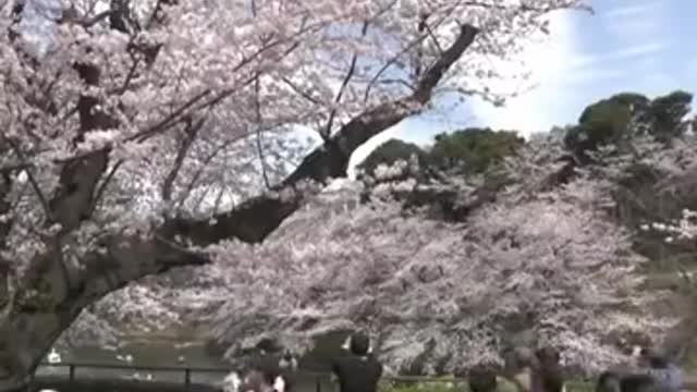 Crowds gather as cherry blossoms hit full bloom in Tokyo