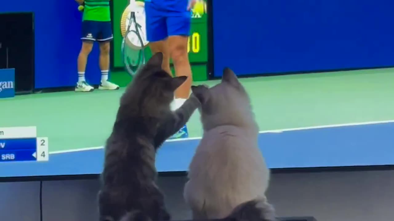 Their New Favrt Sport..#Cats Funny