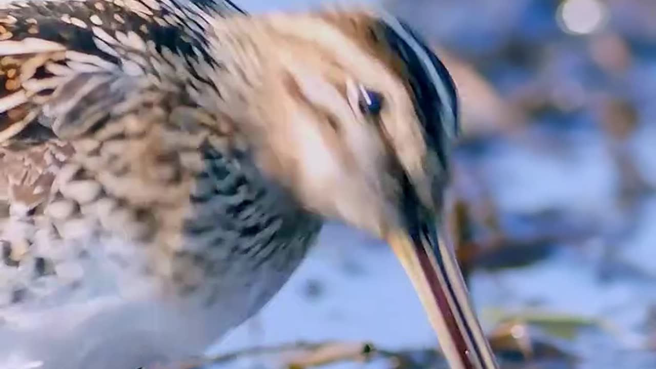 SEE HOW BIRDS FINDS FOOD