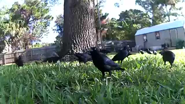 Cool cackles feasting in my yrad