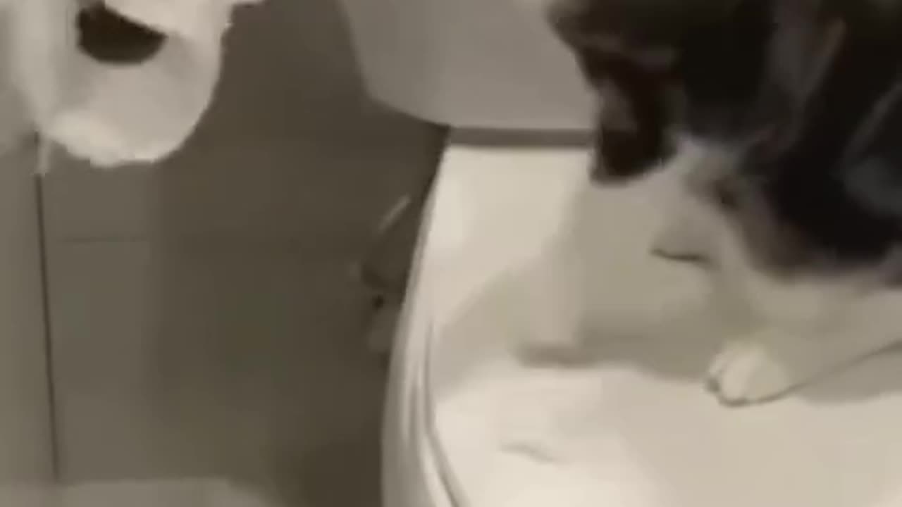 Animal's Funny Video 😂😂