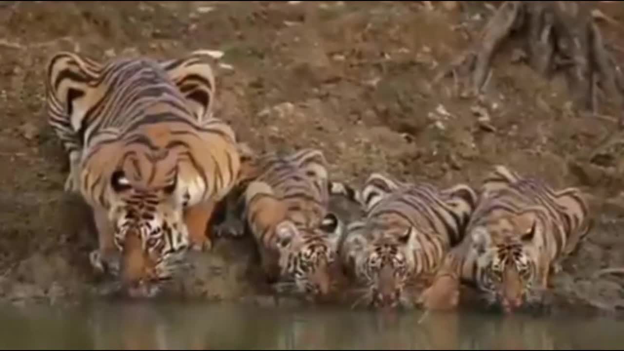 Tiger family