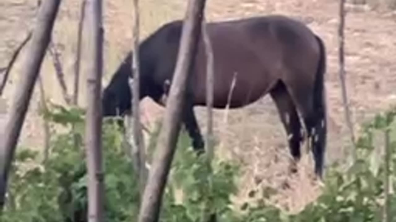 Înapoi, in raiul de la țara!