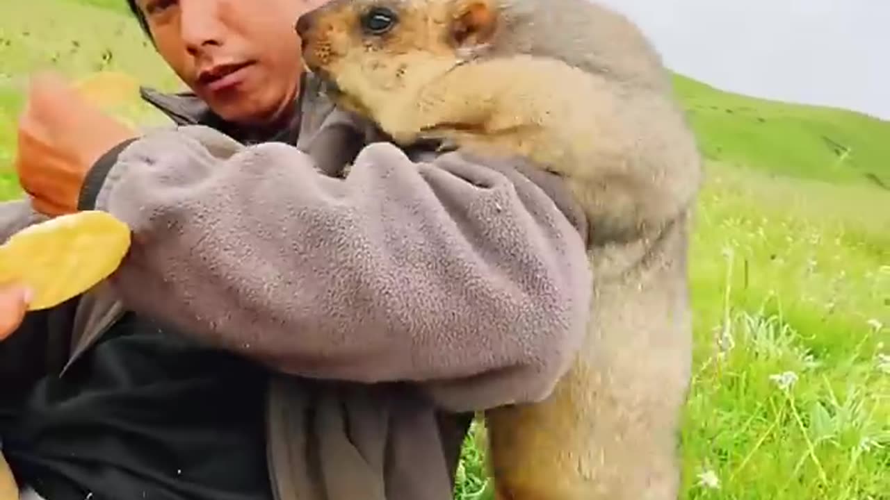 animal bobak marmot or prairie