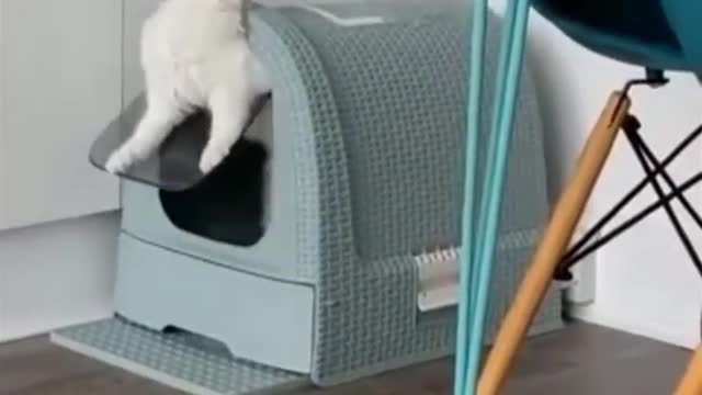 Funny Cats - Don't try to stop Laughing