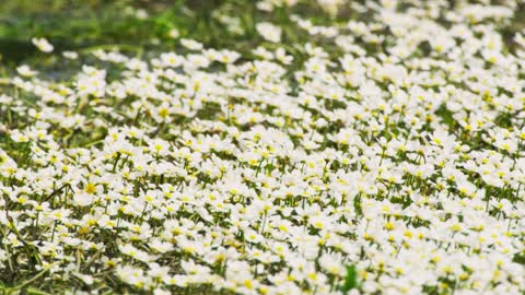 The.Green.Planet.S01E02.1080p.BluRay.x264-GREENFiNGERS
