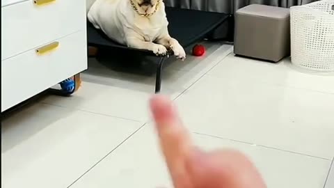 cuttest dog in the world |cutest dog|Funny dog | love Labrador, Love Puppy, animal funny video
