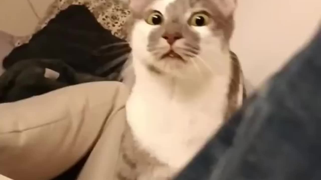 😂FUNNY WITH ANIMALS / Funny cats / Dogs / Funny animals