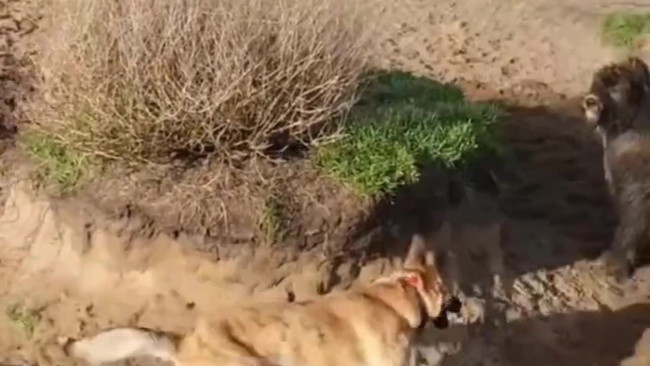 My Dog Is Very Fast to hugs her Friend