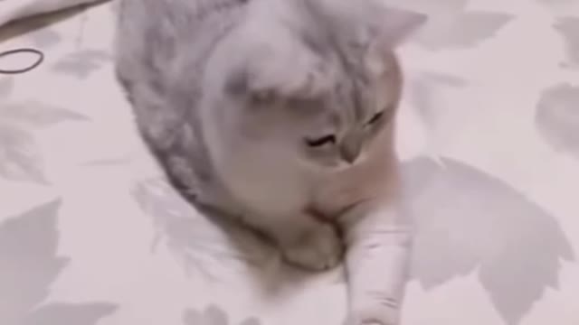 Funny tricks to cat || funny video cat enjoy free time cat